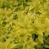 Goldmound Spirea #2 - Image 2